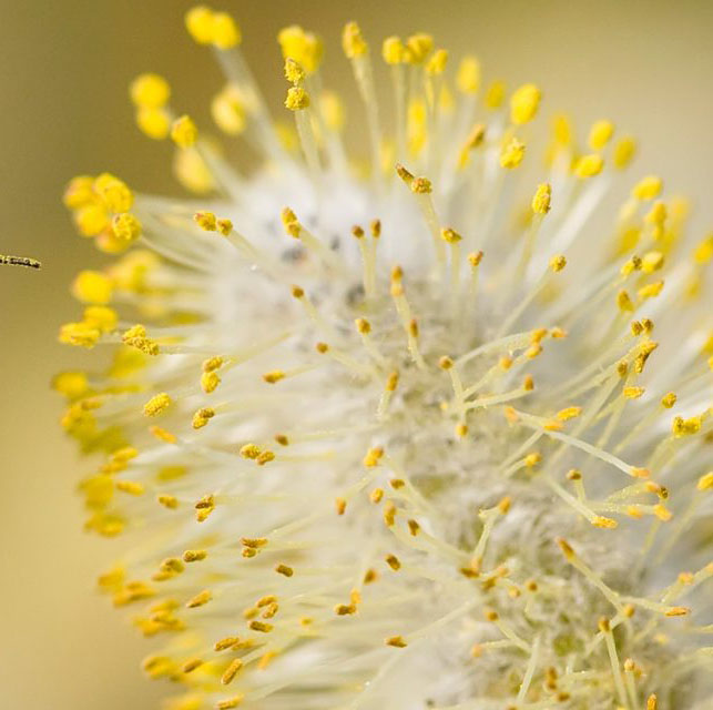 pollen allergie 1500-1280x640 - Praktijk voor Klassieke Homeopathie